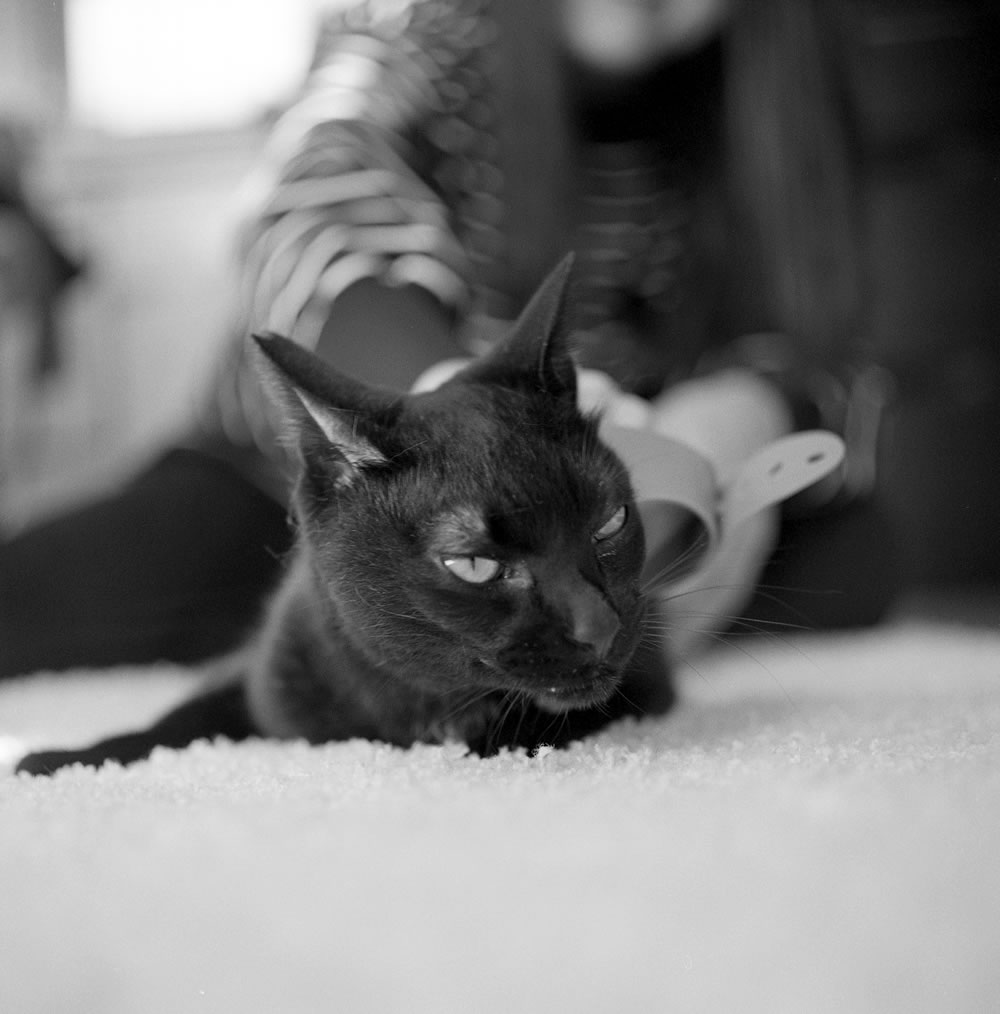 毛繕いを求める黒猫氏|ROLLEIFLEX 3.5F + Rolleinar 1 Bay II + Kentmere 400