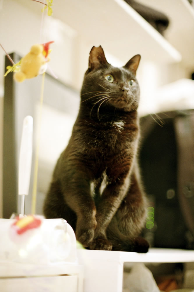 4年前の5月28日、黒猫氏が家族になりました|Nikon F3 Limited + AI Nikkor 50mm f/1.2S + KODAK GOLD 200