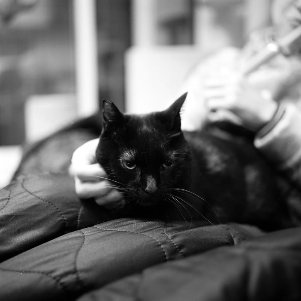 この冬の一番の喜びは黒猫氏が膝の上に乗るようになったこと|ROLLEIFLEX 3.5F + Rolleinar 1 Bay II + Kentmere 400