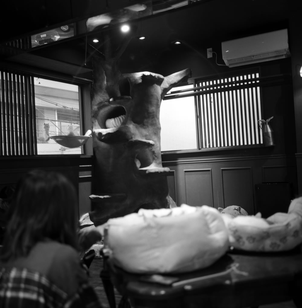 保護猫喫茶 十条にゃんこ亭はとても広々|ROLLEIFLEX 3.5F + Kentmere 400