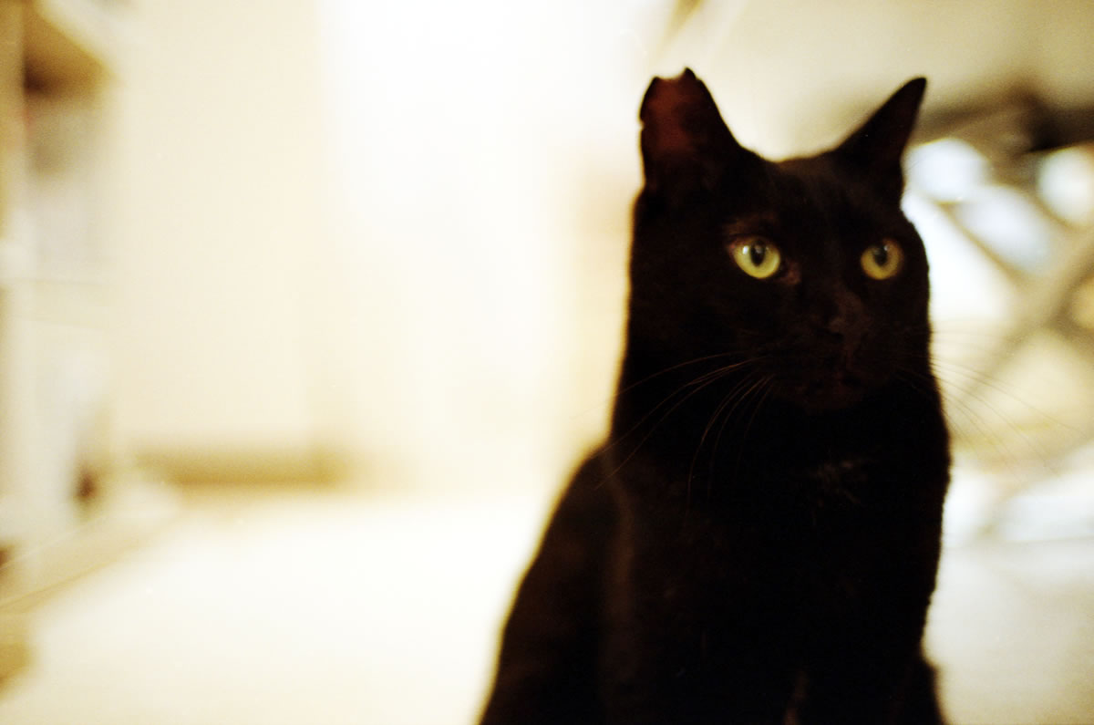 暗い室内、薄い被写界深度と相まって、ますますピントが合わない｜Nikon F3 Limited + AI Nikkor 35mm f/1.4S + KODAK ColorPlus 200