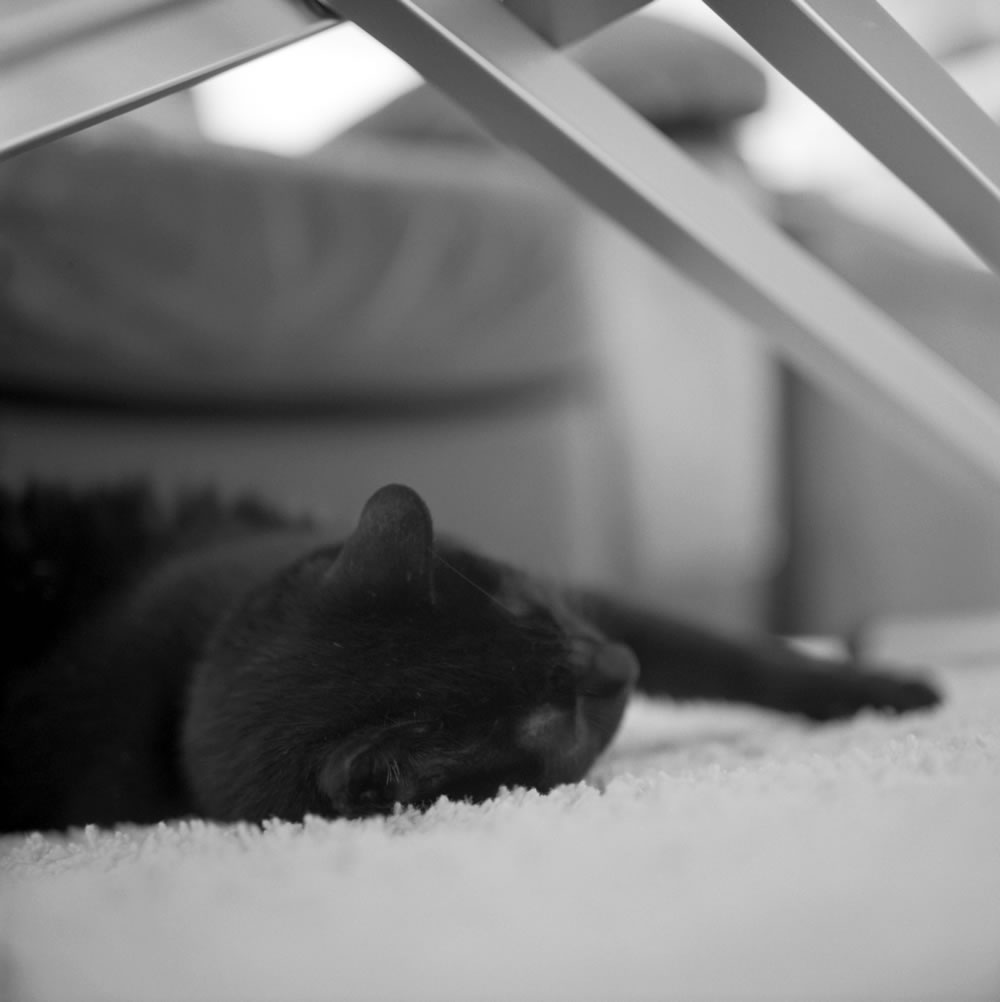 黒猫氏のポートレートでケントメア400寸評｜ROLLEIFLEX 2.8F + Rolleinar 1 Bay III + Kentmere 400