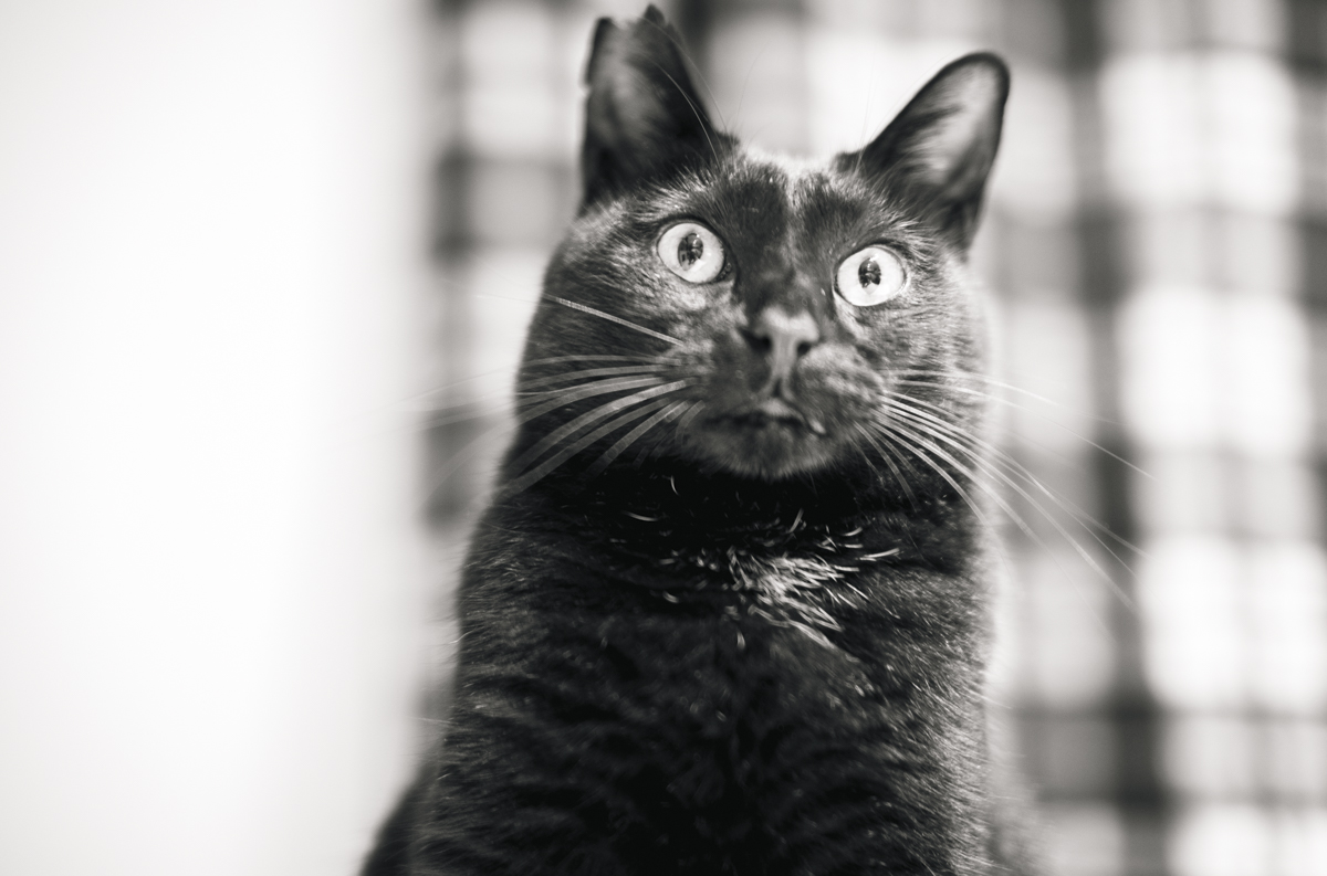 黒猫氏は許さない③｜Leica M10 Monochrom + C Sonnar T* 1.5/50 ZM