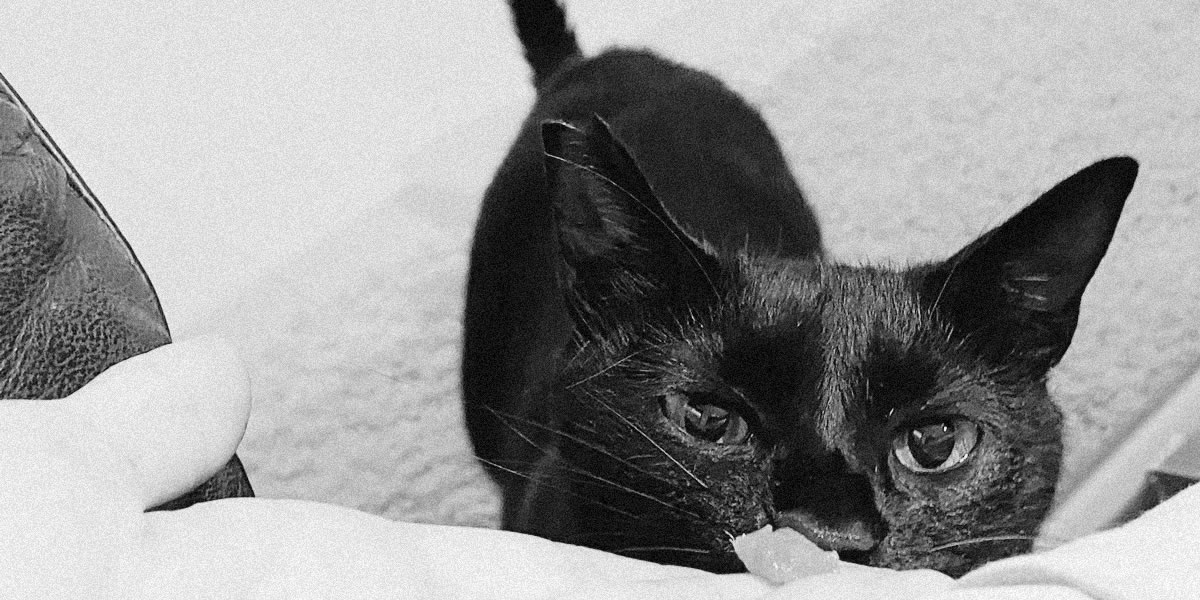 Leica M3で黒猫君を撮ってみた｜iPhone 11