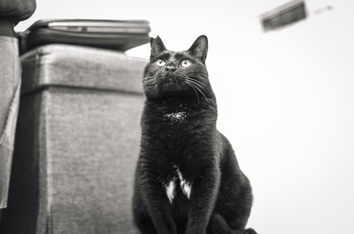 今宵の黒猫氏②｜Leica M10 Monochrom + C Sonnar T* 1.5/50 ZM