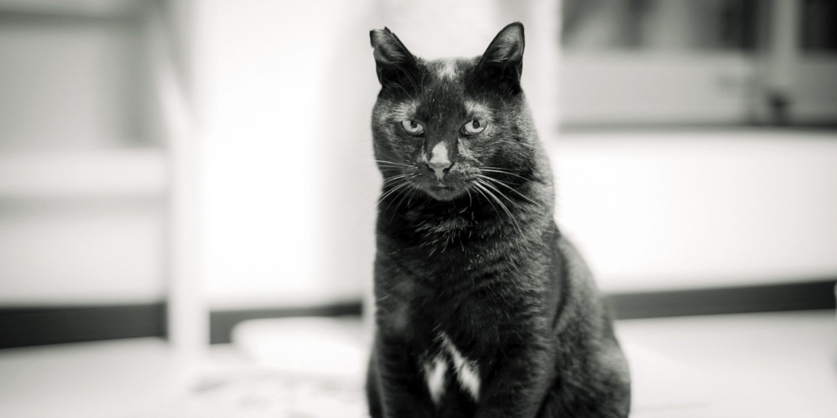 黒猫氏はコチラを見ている｜Leica M10 Monochrom + C Sonnar T* 1.5/50 ZM