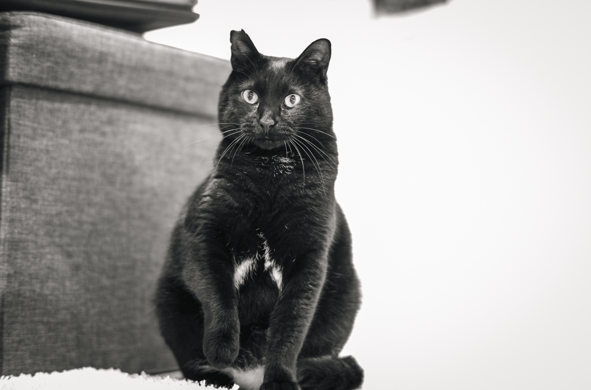 今宵の黒猫氏③｜Leica M10 Monochrom + C Sonnar T* 1.5/50 ZM