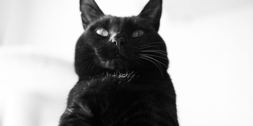 黒猫オンザショー|ROLLEIFLEX 2.8F + Rolleinar 1 Bay III + Fomapan 400 Action