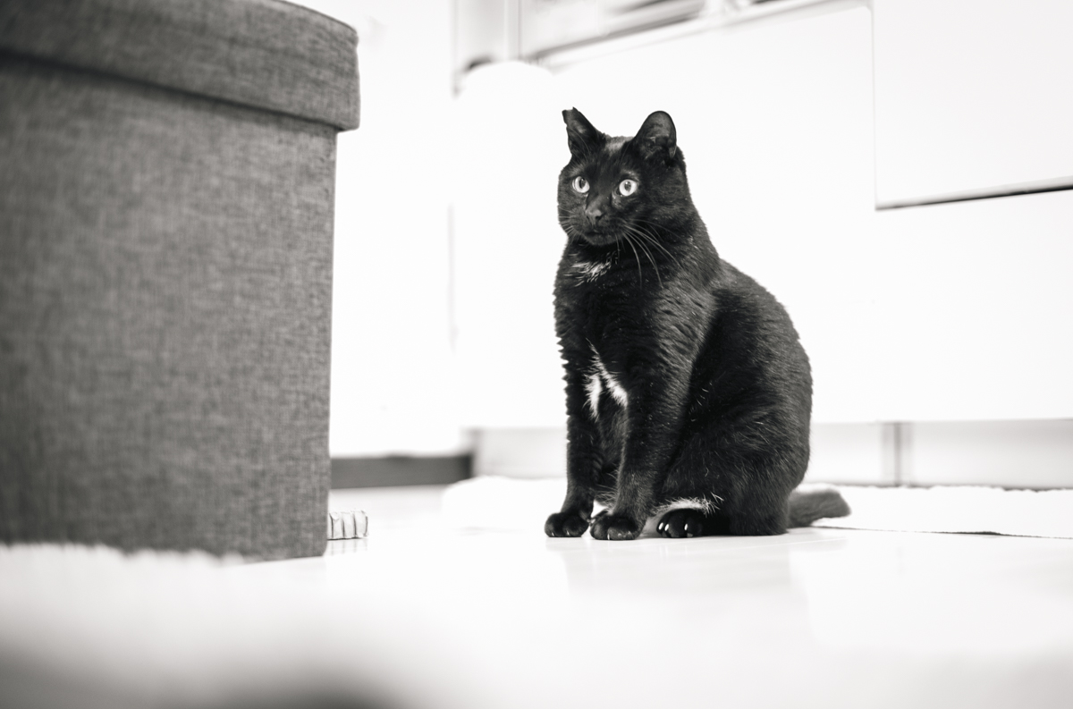 猫と和解せよ｜Leica M10 Monochrom + C Sonnar T* 1.5/50 ZM