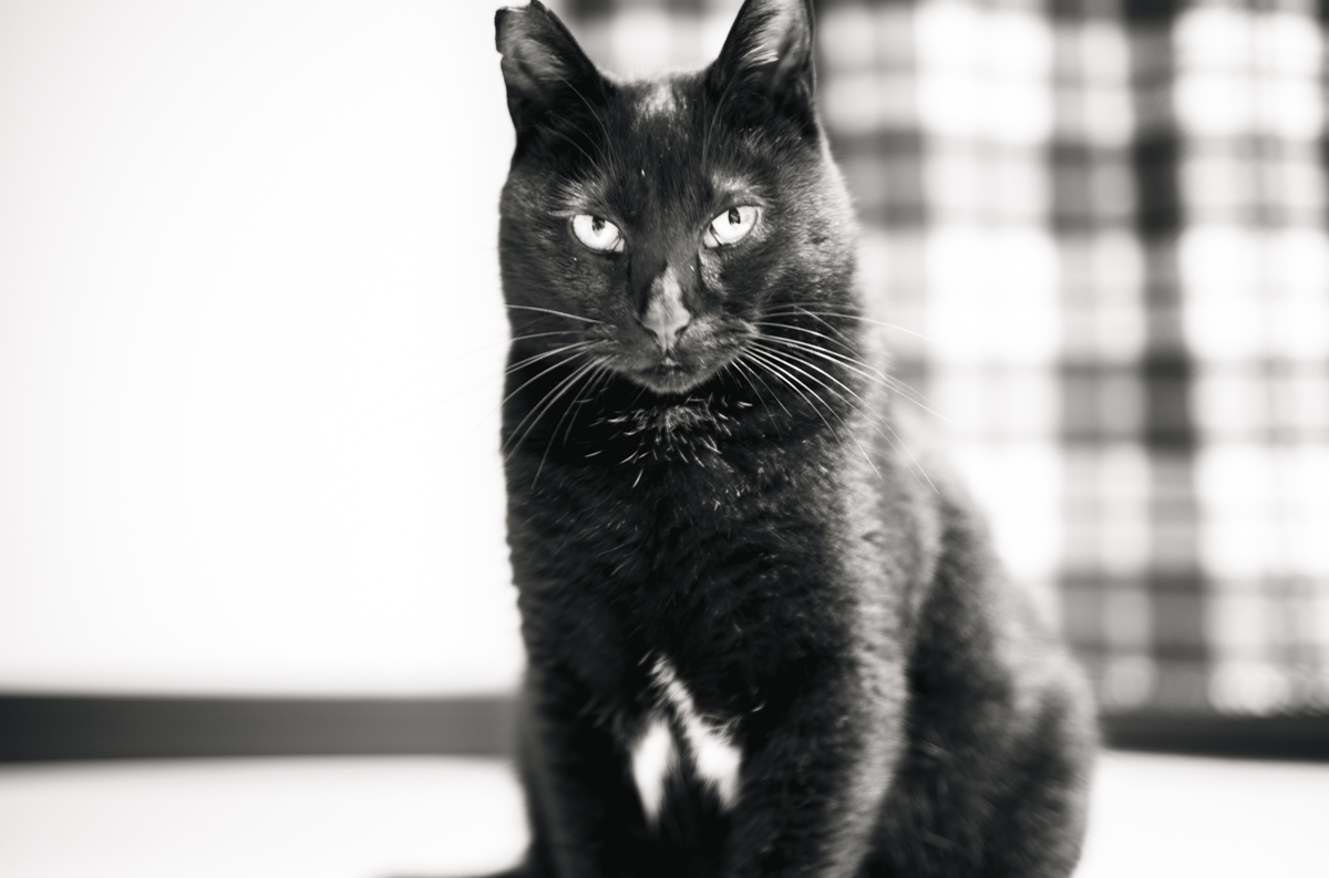 黒猫氏は許さない｜Leica M10 Monochrom + C Sonnar T* 1.5/50 ZM