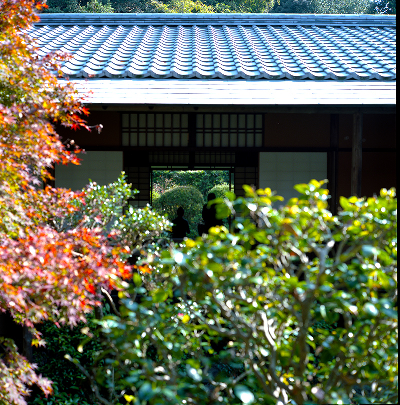 紅葉を眺める｜ROLLEIFLEX 2.8F + KODAK PORTRA 160