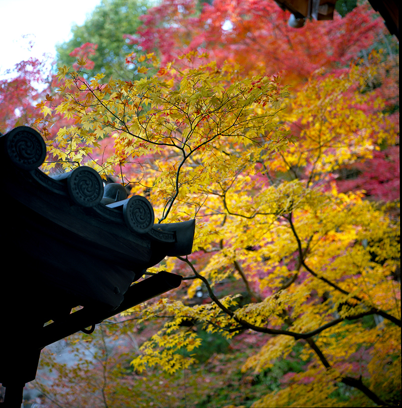 東山の紅葉｜ROLLEIFLEX 2.8F + KODAK PORTRA 160