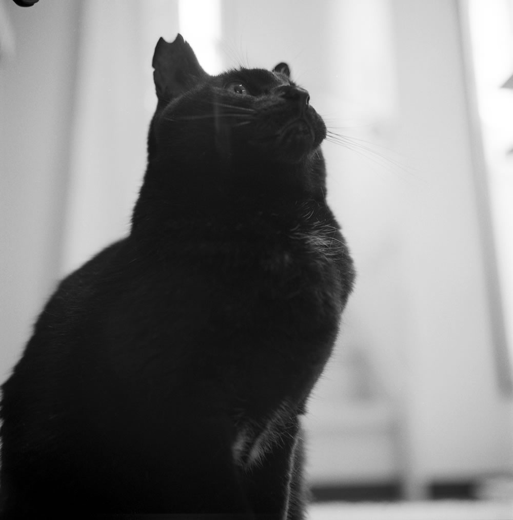 人慣れしたのかしてないのか、どっちだろう｜ROLLEIFLEX 3.5F + Rolleinar 1 Bay II + Kentmere 400