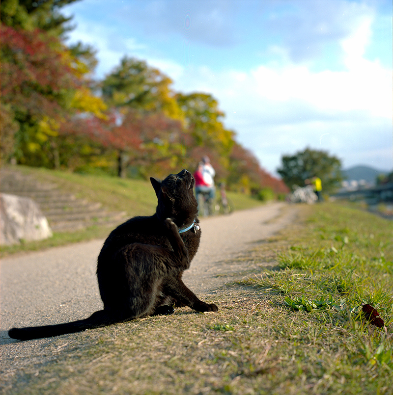 京都の猫に出会う｜ROLLEIFLEX 2.8F + KODAK PORTRA 160