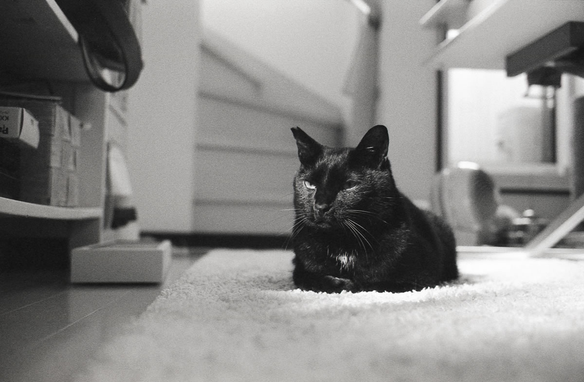 膝? 乗るわけねーだろ|Leica M3 + Summicron 35mm f/2 Goggles + Marix 400