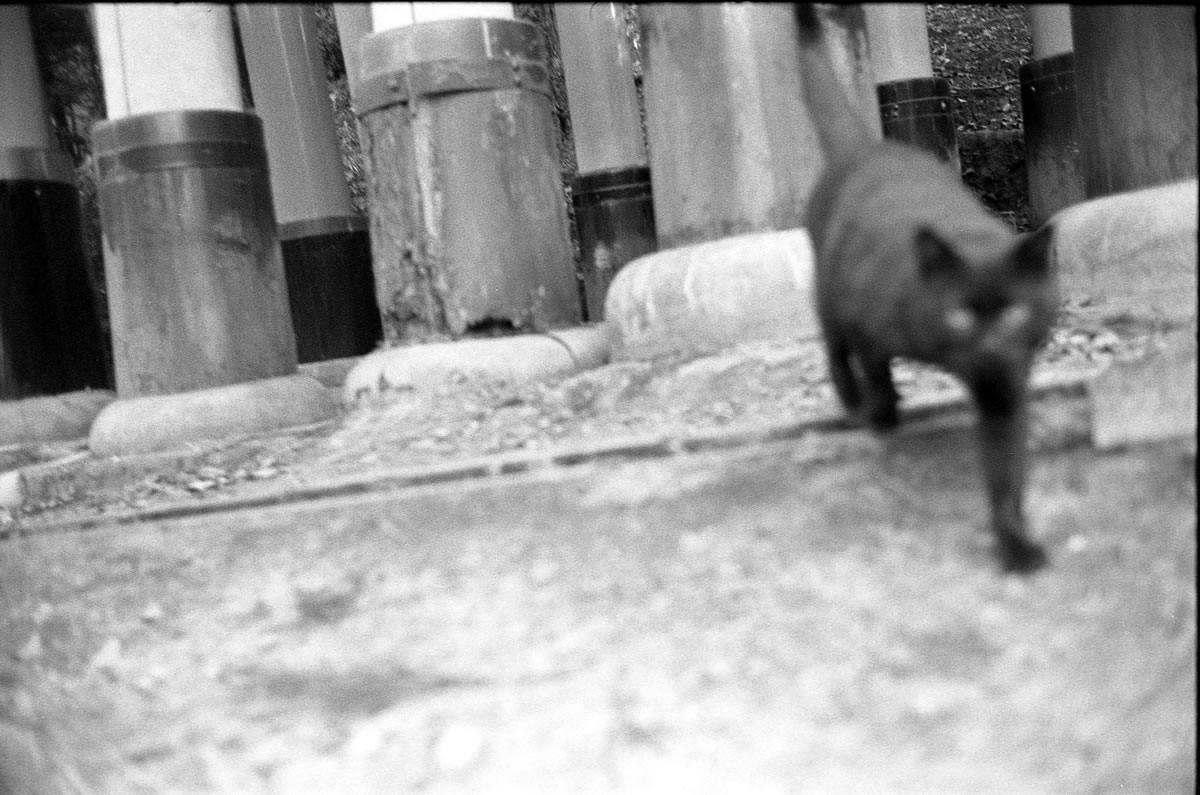 京都の猫がやってきた｜LEICA M5 + SUMMILUX 35mm F1.4 + Kodak TRI-X 400