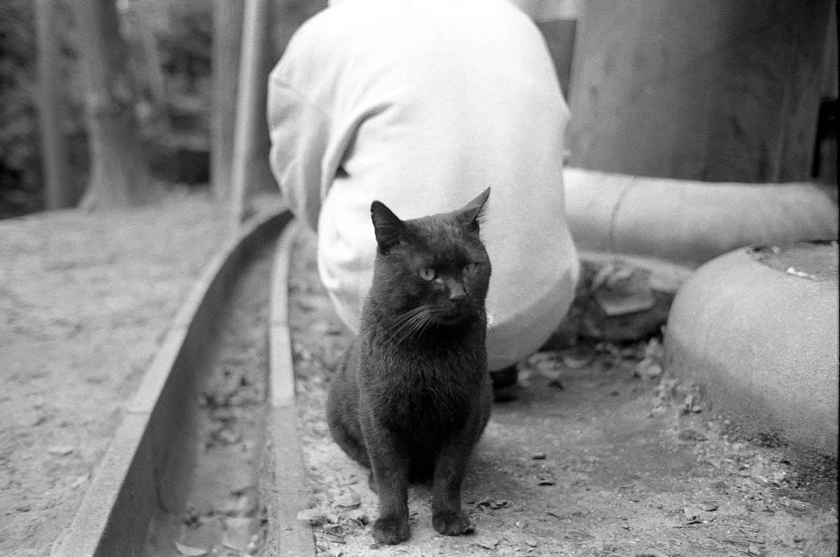 京都の猫｜LEICA M5 + SUMMILUX 35mm F1.4 + Kodak TRI-X 400