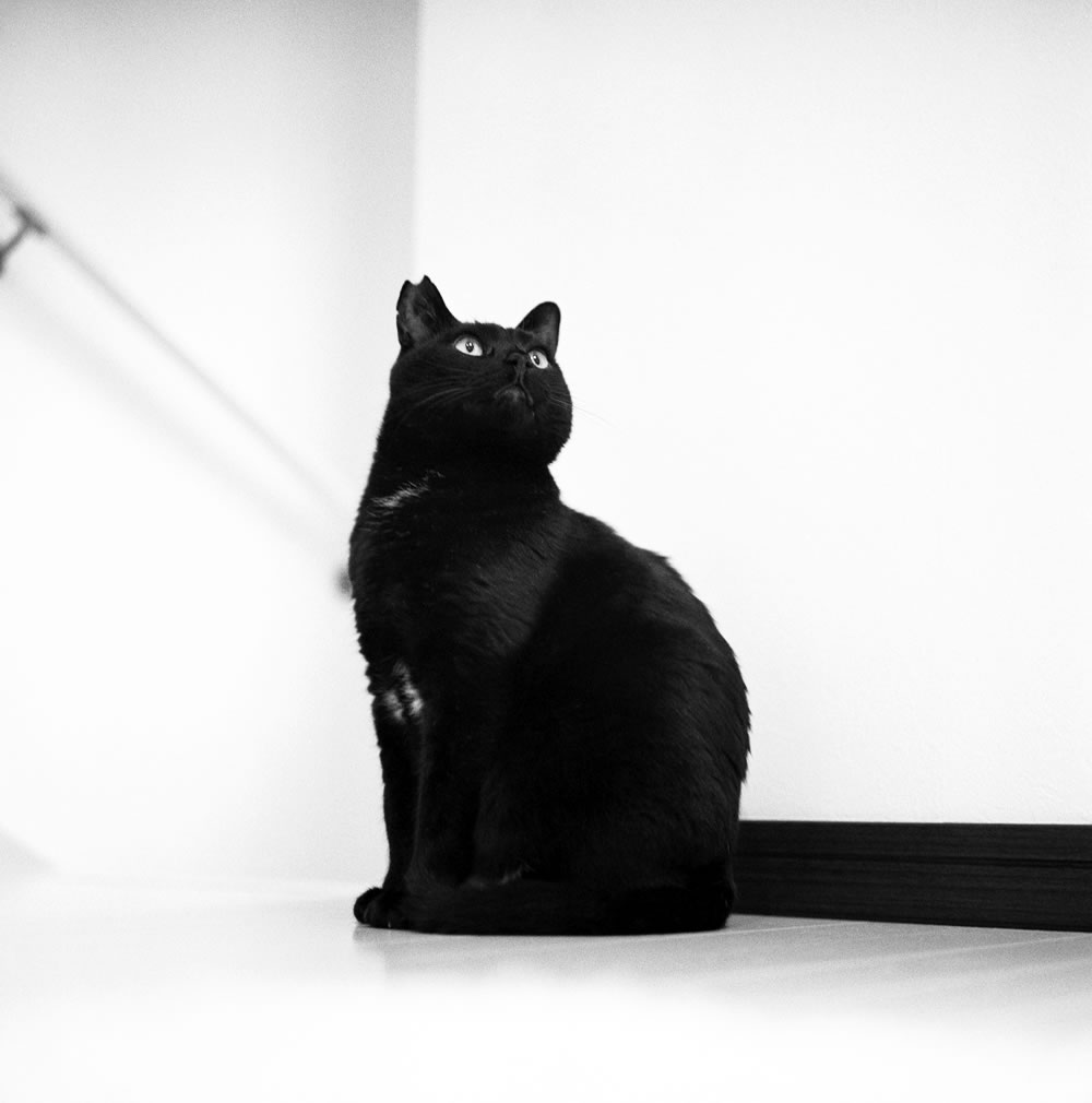 ちなみに「黒猫感謝の日」という黒猫専用の記念日もあります｜ROLLEIFLEX 2.8F + Rolleinar 1 Bay III + Fomapan 400 Action