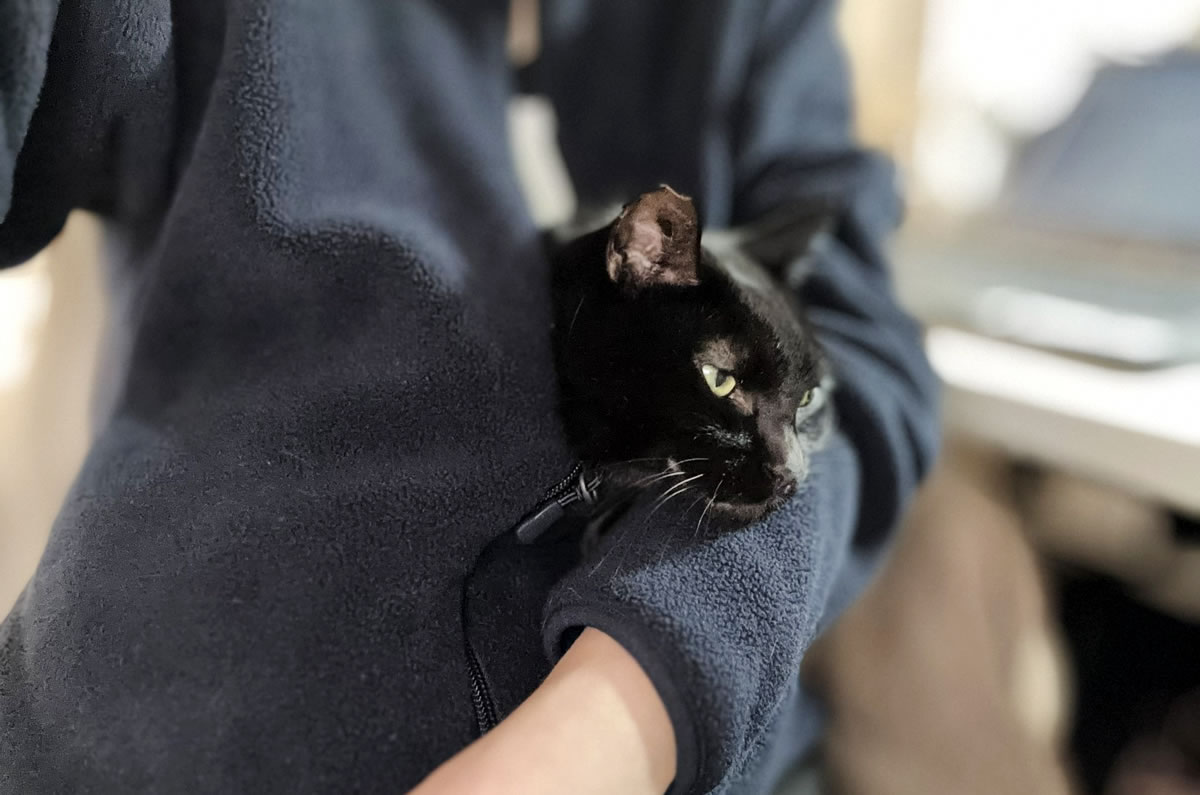 黒猫氏、服の中にすっぽり収まる