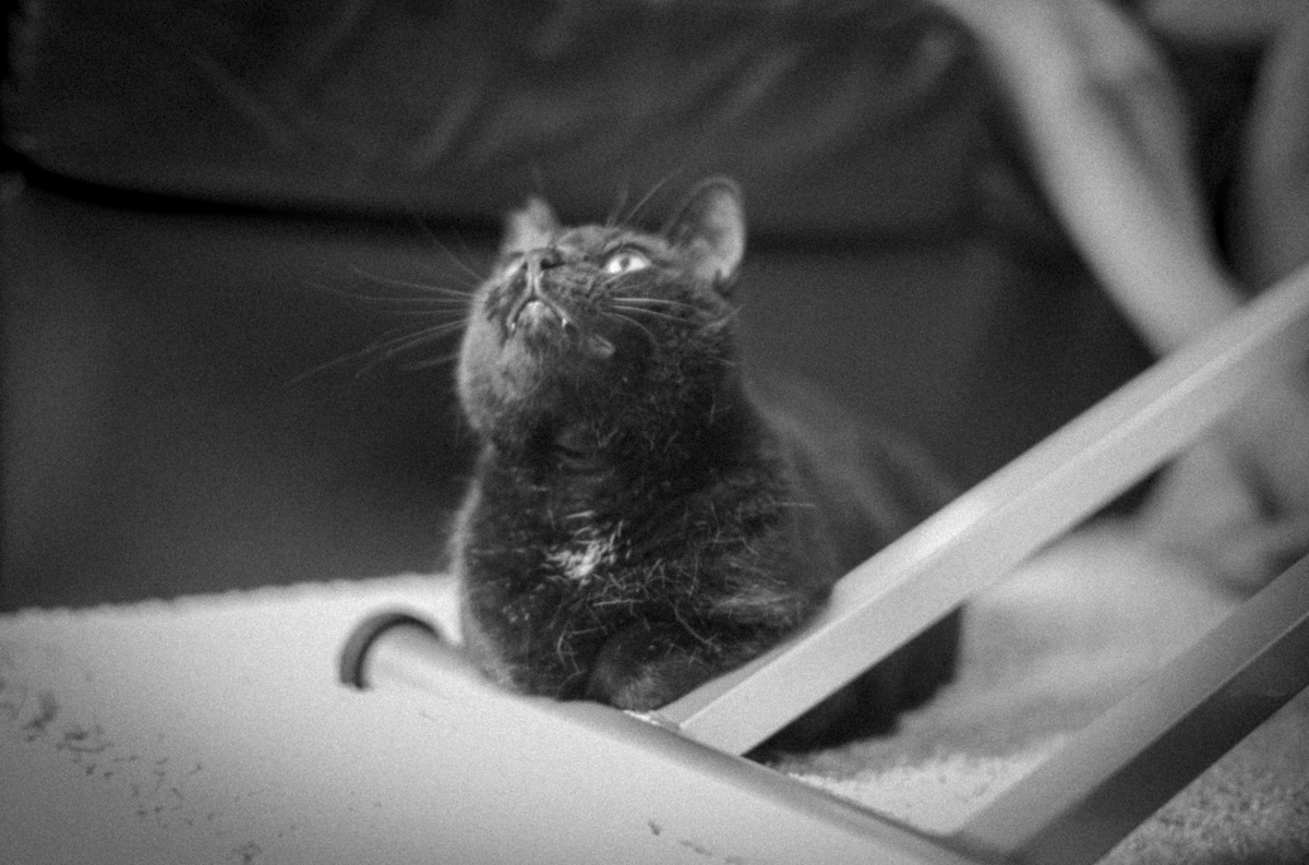 黒猫氏は最近抱っこさせてくれるようです｜Leica M10 Monochrom + SUMMILUX-M f1.4/50mm ASPH.