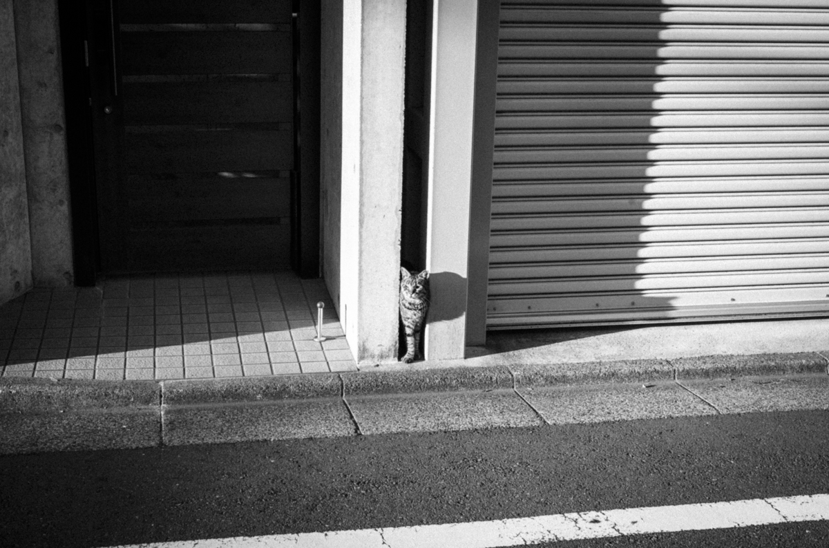 野良猫と遭遇｜Leica M10 Monochrom + SUMMILUX-M f1.4/50mm ASPH.