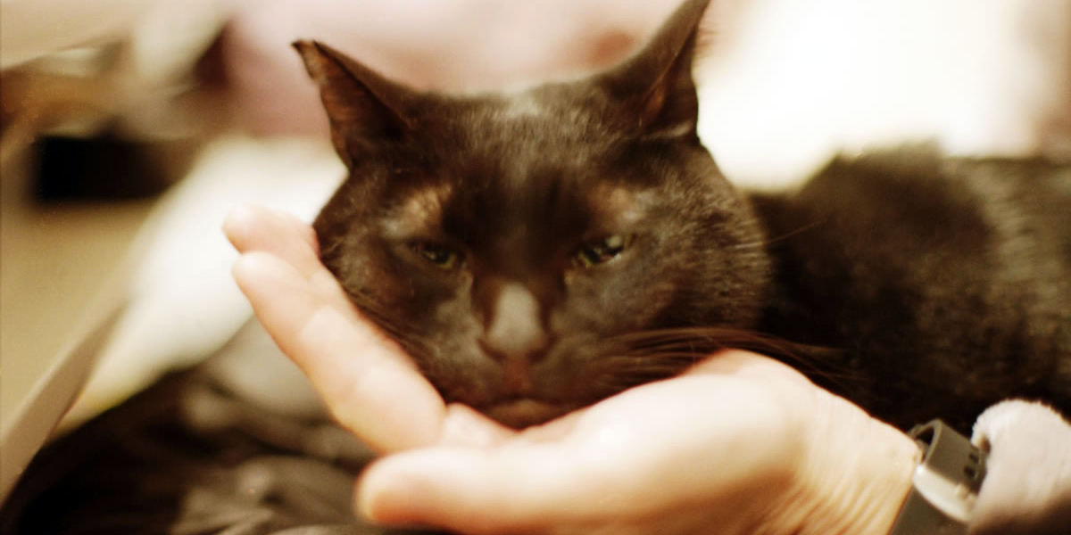 黒猫氏が膝に乗ってくれなくなりました|Nikon F3 Limited + AI Nikkor 50mm f/1.2S + KODAK Color Plus 200