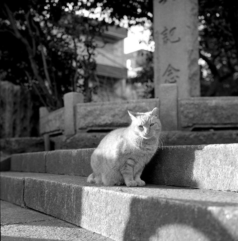 ズマロン在庫切れで残念だなぁ｜ROLLEIFLEX 2.8F + ILFORD HP5 PLUS