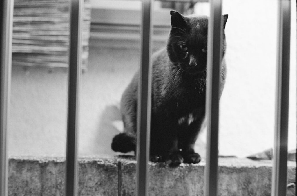 外猫だったころの黒猫君｜Leica M3 + C Sonnar T* 1.5/50 ZM