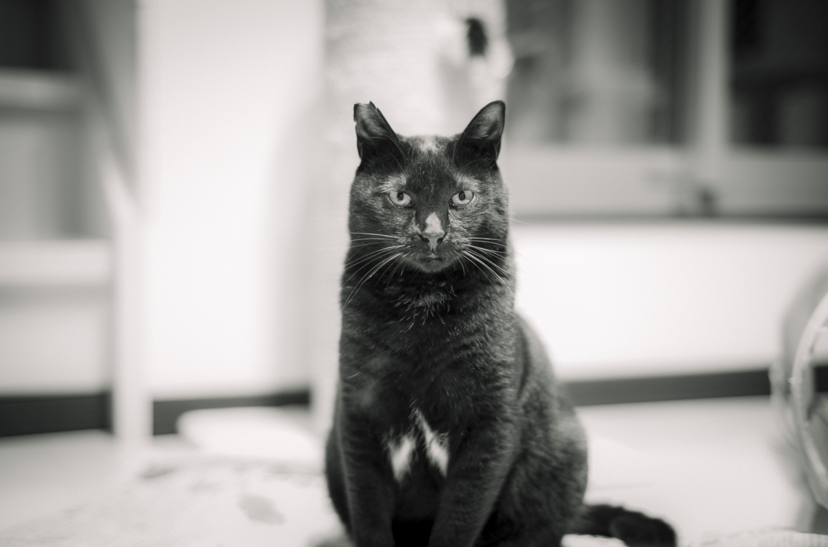 黒猫氏はまだコチラを見ている｜Leica M10 Monochrom + C Sonnar T* 1.5/50 ZM