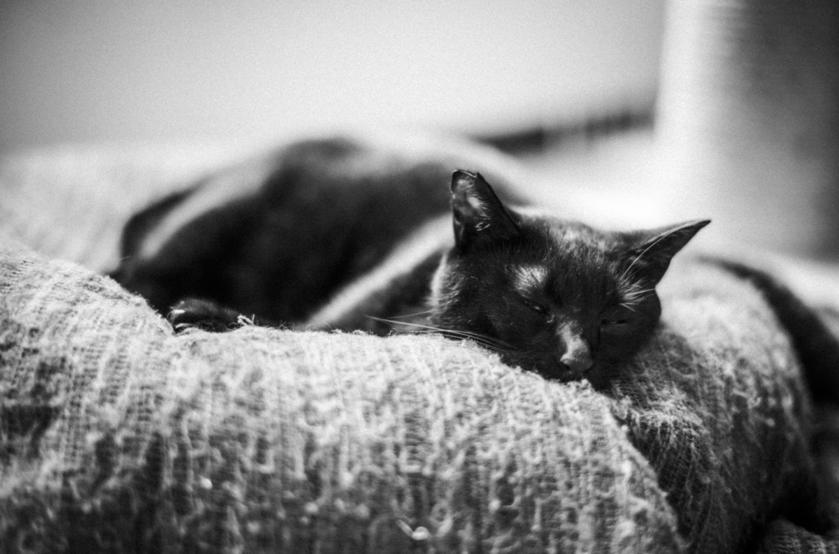 黒猫氏が元気なのが一番です｜Leica M10 Monochrom + SUMMILUX-M f1.4/50mm ASPH.