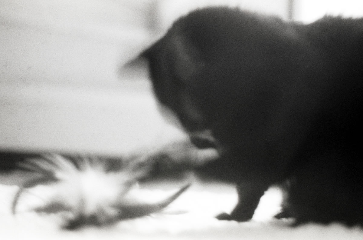 フィルムカメラで動く黒猫氏を撮るのは難しい｜Leica M3 + DR Summicron 1:2/50mm + Marix 400