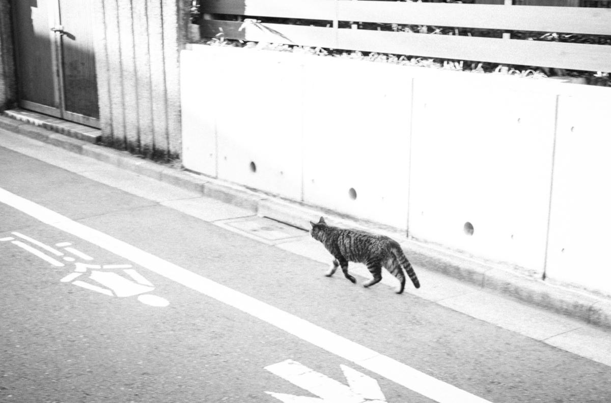 野良猫の道案内｜Leica M10 Monochrom + SUMMILUX-M f1.4/50mm ASPH.