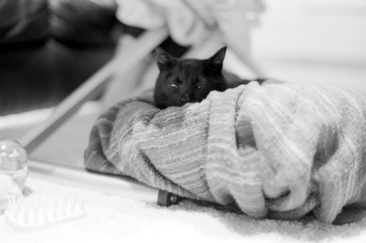 サイズ感がアップした黒猫氏｜Leica M5 + C Sonnar T* 1.5/50 ZM + ILFORD HP5 PLUS