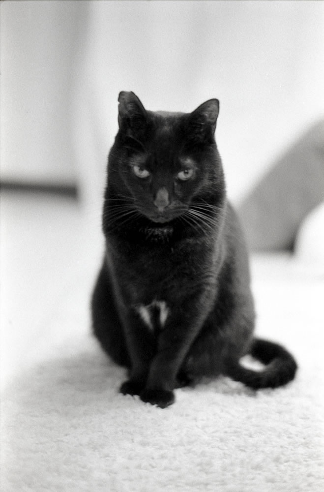 今日もズミルックスで黒猫氏を撮ろう｜Leica M5 + SUMMILUX-M f1.4/50mm ASPH. + Marix 400