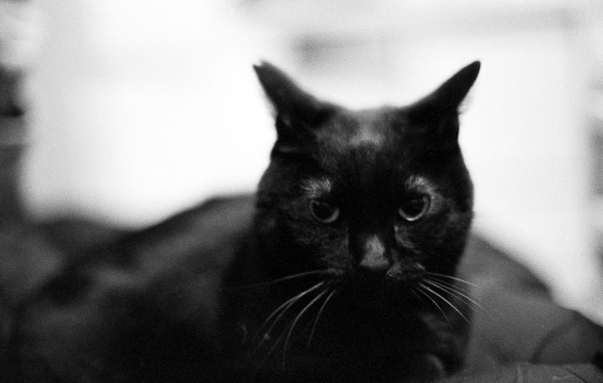 オレのことをもっと構えよ｜Nikon F3 Limited + AI Nikkor 50mm f/1.2S + Marix 400
