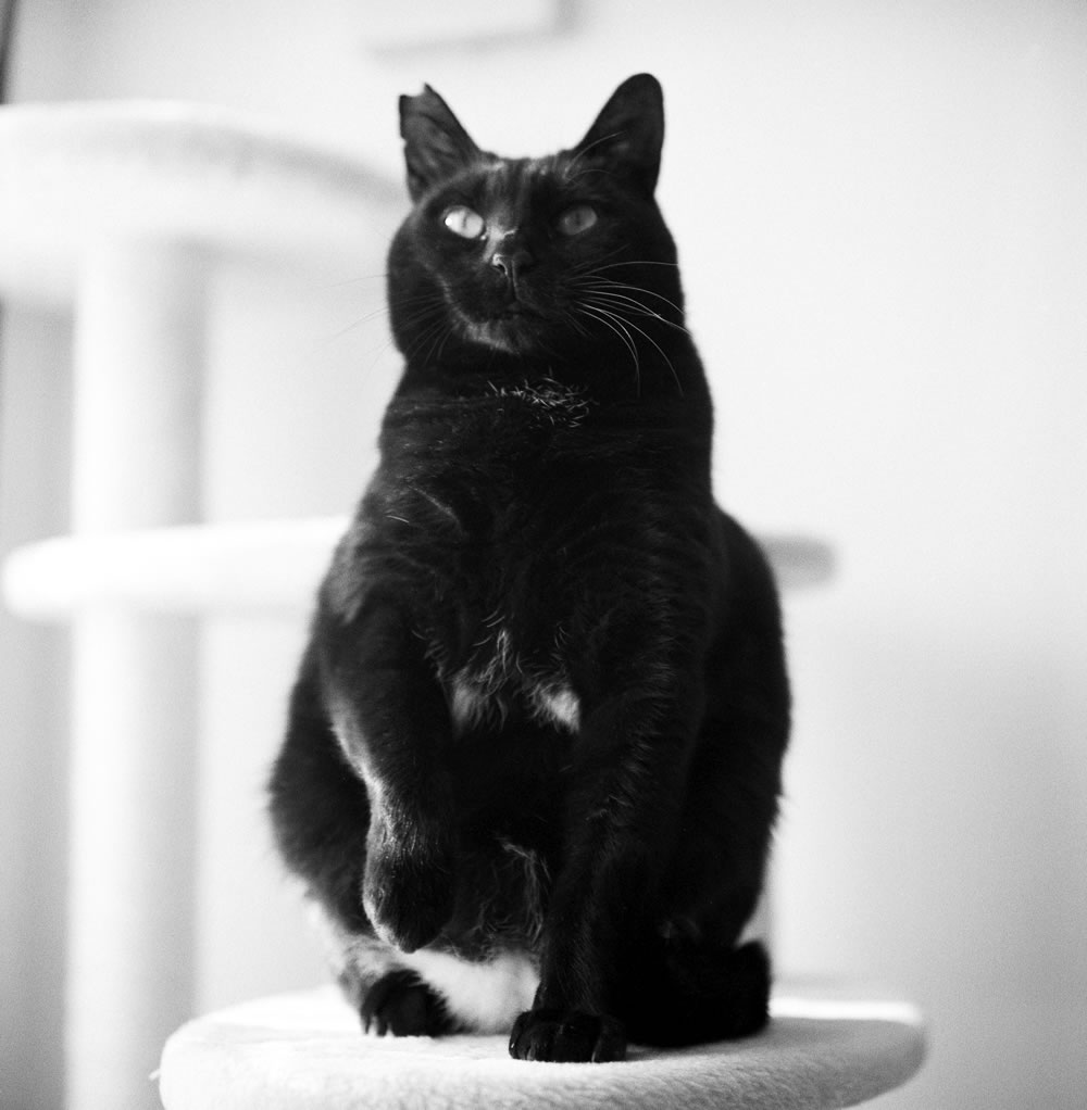 黒猫氏のショータイムが始まった！｜ROLLEIFLEX 2.8F + Rolleinar 1 Bay III + Fomapan 400 Action