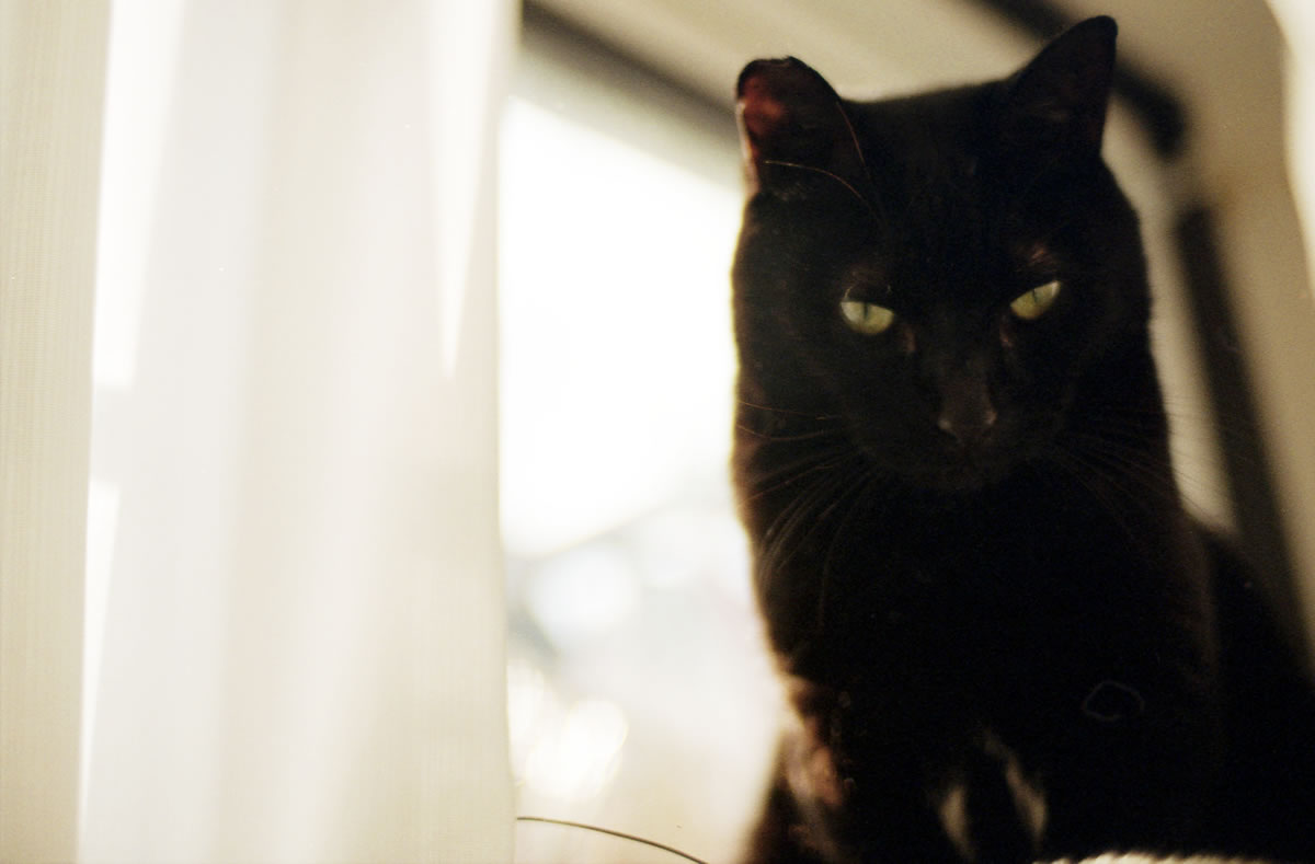 猫も視力が悪いという｜Nikon F3 Limited + AI Nikkor 35mm f/1.4S + KODAK ColorPlus 200