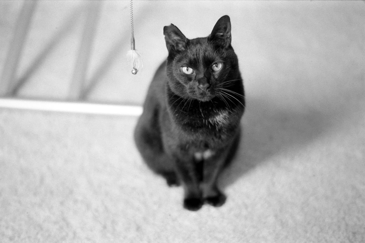 ライカだとあまり怖がりませんな｜Leica M5 + SUMMILUX-M f1.4/50mm ASPH. + Marix 400