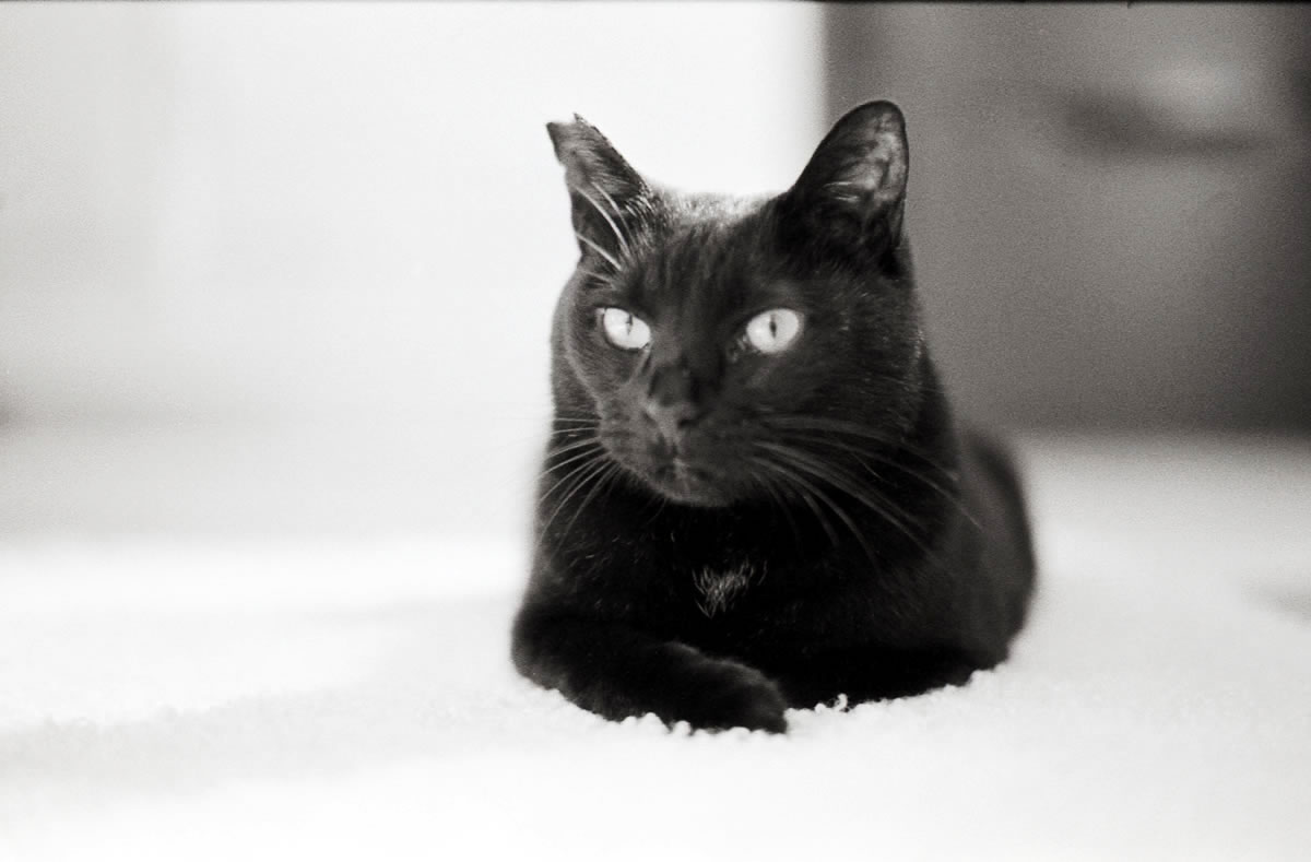 でもレンズなんだったかなぁ。。。|(仮)Nikon F3 Limited + AI Nikkor 35mm f/1.4S + Marix 400