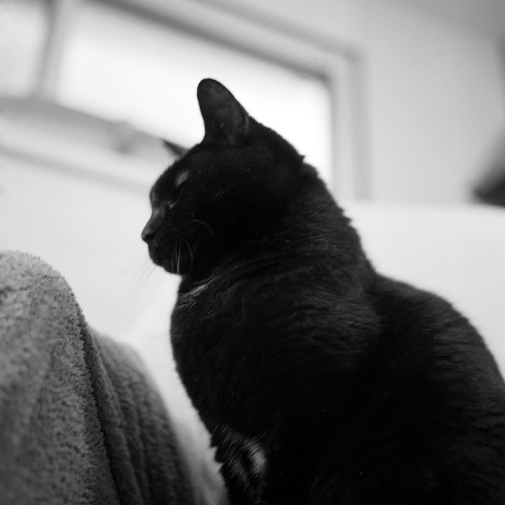 冬の黒猫氏はもふもふです|ROLLEIFLEX 3.5F + Rolleinar 1 Bay II + Kentmere 400