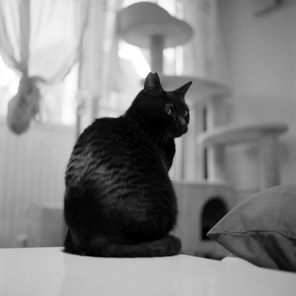 黒猫氏がこれからも末永く元気で健やかでありますように|ROLLEIFLEX 3.5F + Rolleinar 1 Bay II + Kentmere 400