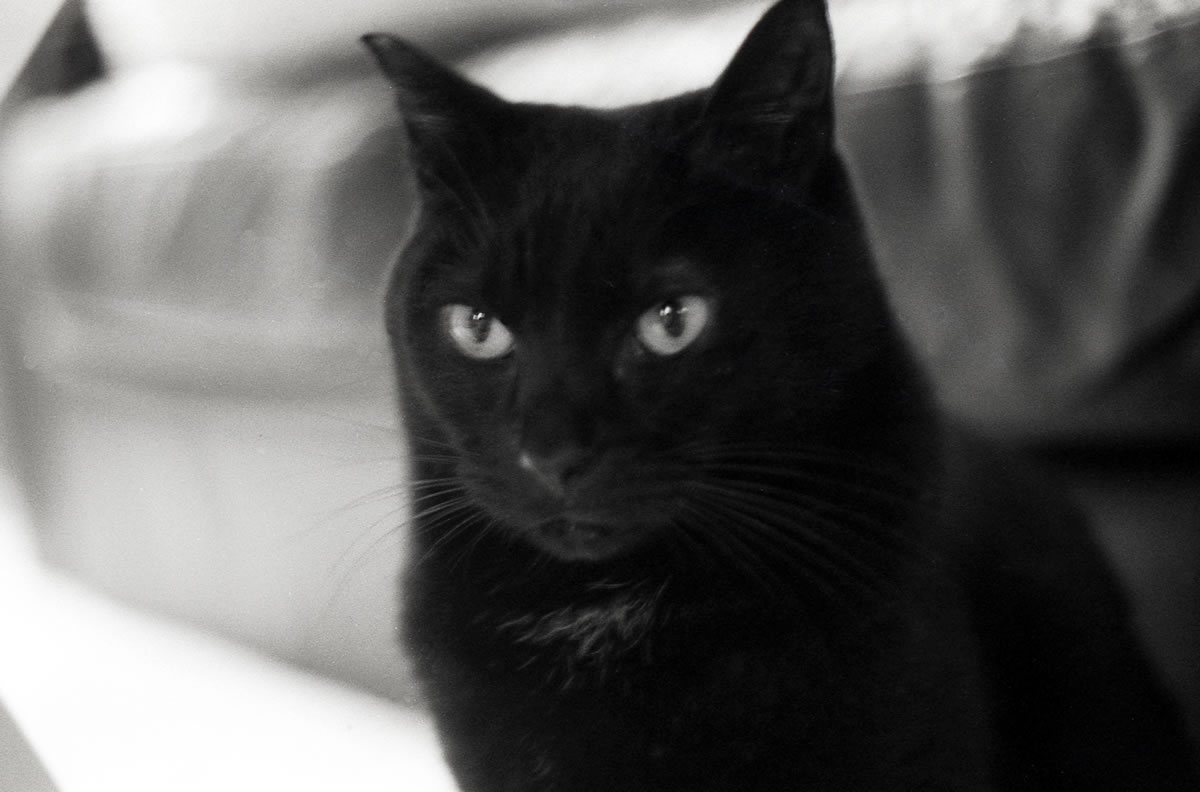 あぁブレてしまった｜Leica M3 + DR Summicron 1:2/50mm + Marix 400