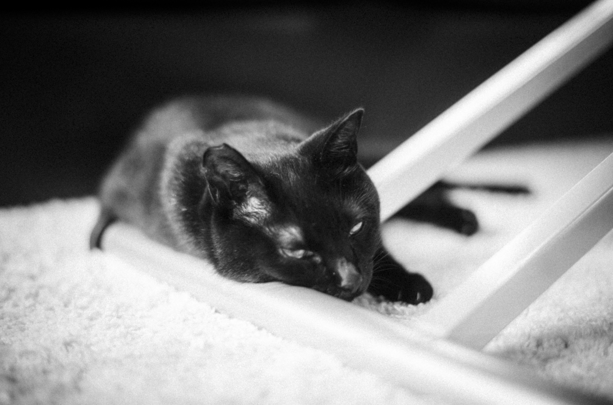 黒猫氏が側から離れぬ｜Leica M10 Monochrom + SUMMILUX-M f1.4/50mm ASPH.