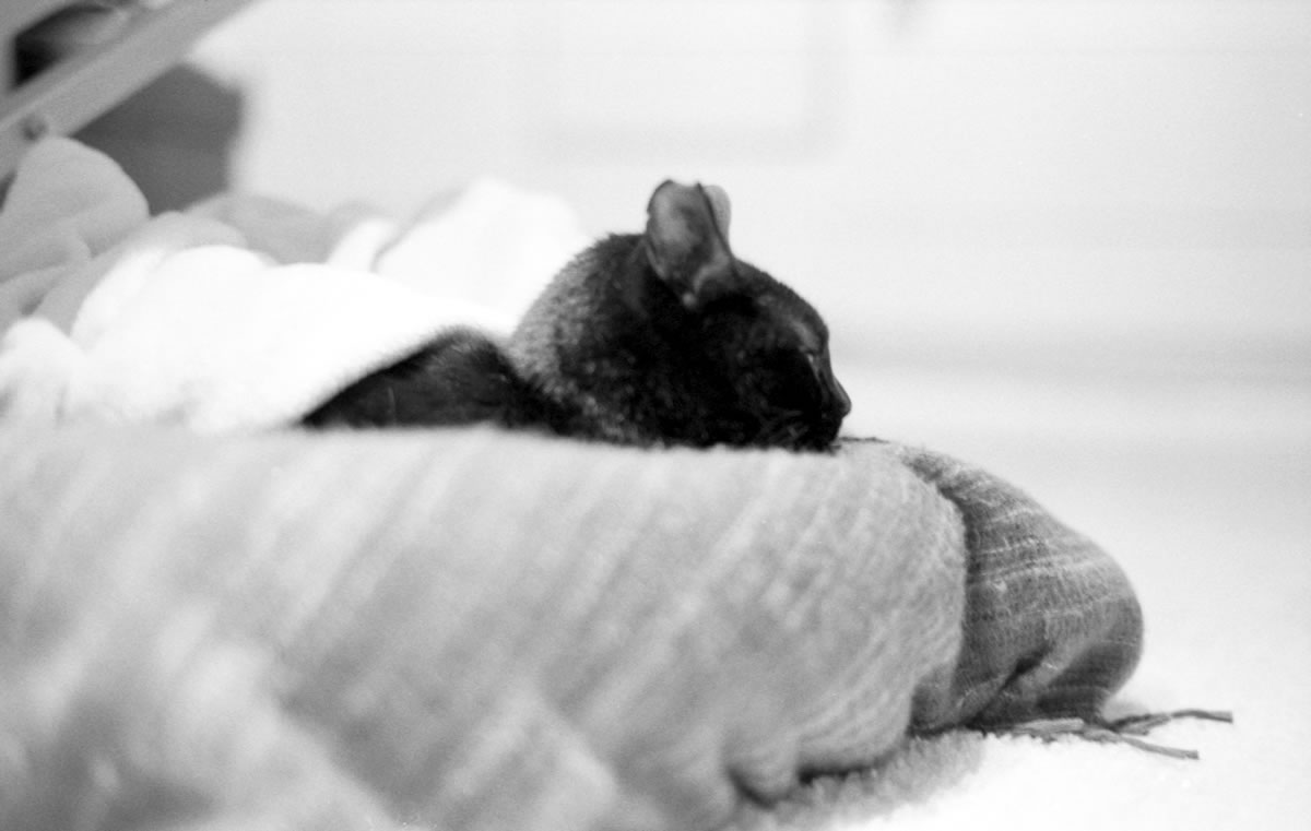 黒猫氏は常に会話の中心｜Leica M3 + C Sonnar T* 1.5/50 ZM + ILFORD HP5 PLUS