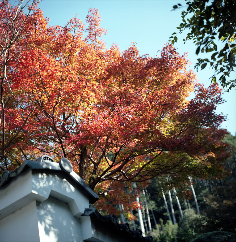 ローライフレックスで撮る紅葉｜ROLLEIFLEX 2.8F + KODAK PORTRA 160