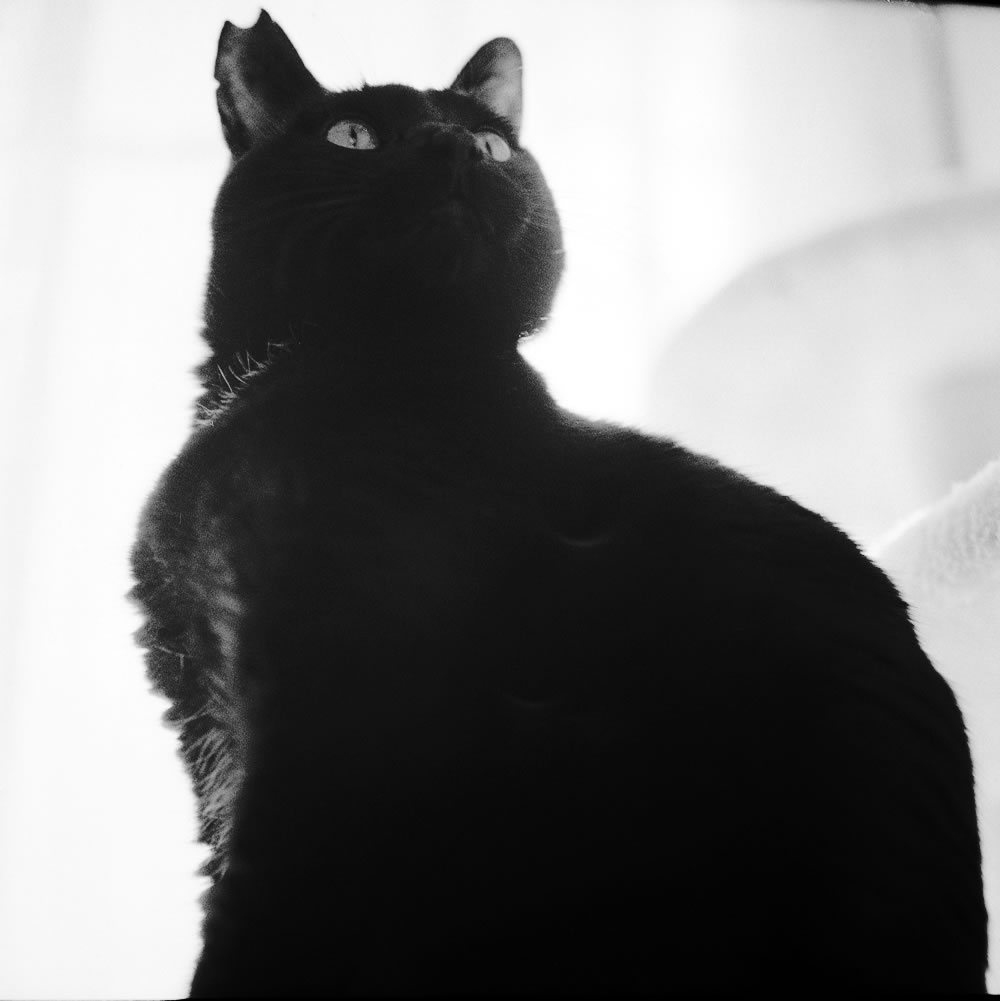 太陽を背にする黒猫氏｜ROLLEIFLEX 2.8F + Rolleinar 1 Bay III + Fomapan 400 Action