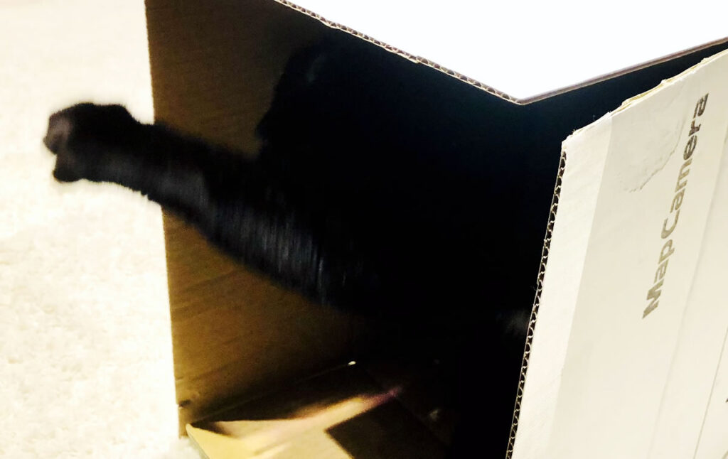 うっかりポチっとな!?