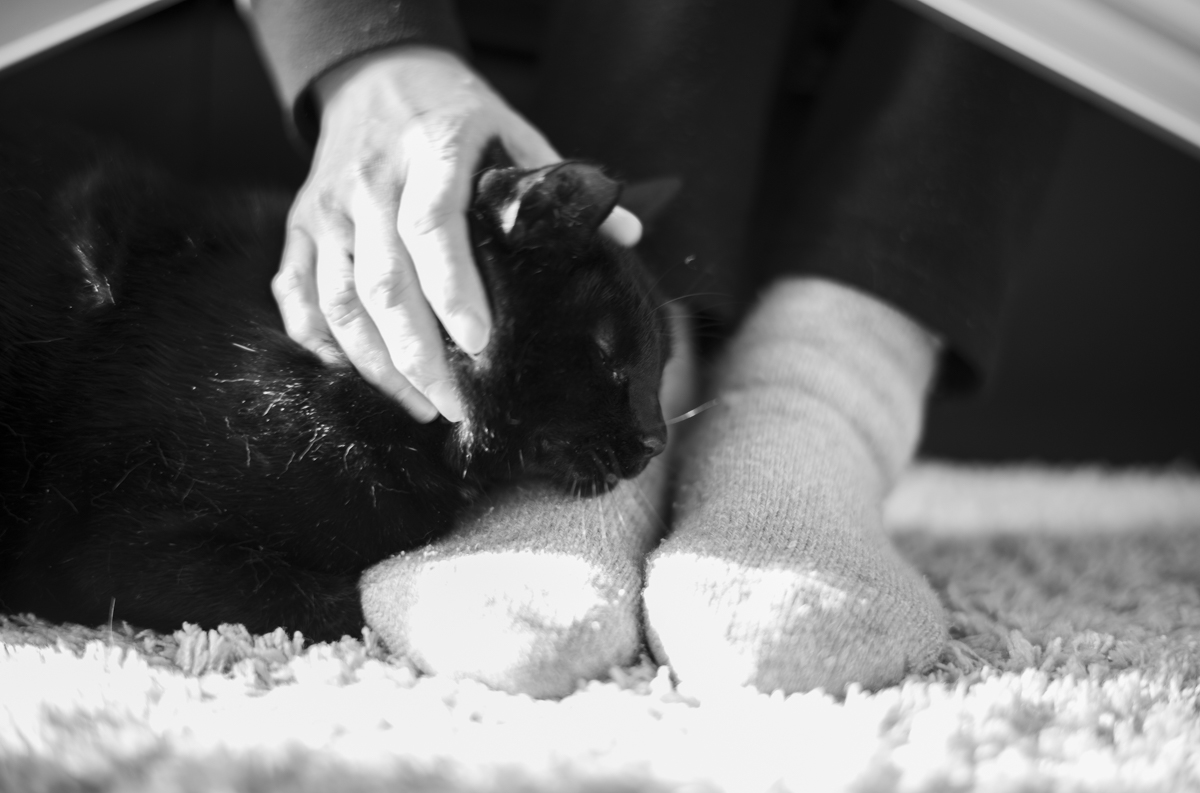 家人に甘える黒猫氏｜Leica M10 Monochrom + SUMMILUX-M f1.4/50mm ASPH.