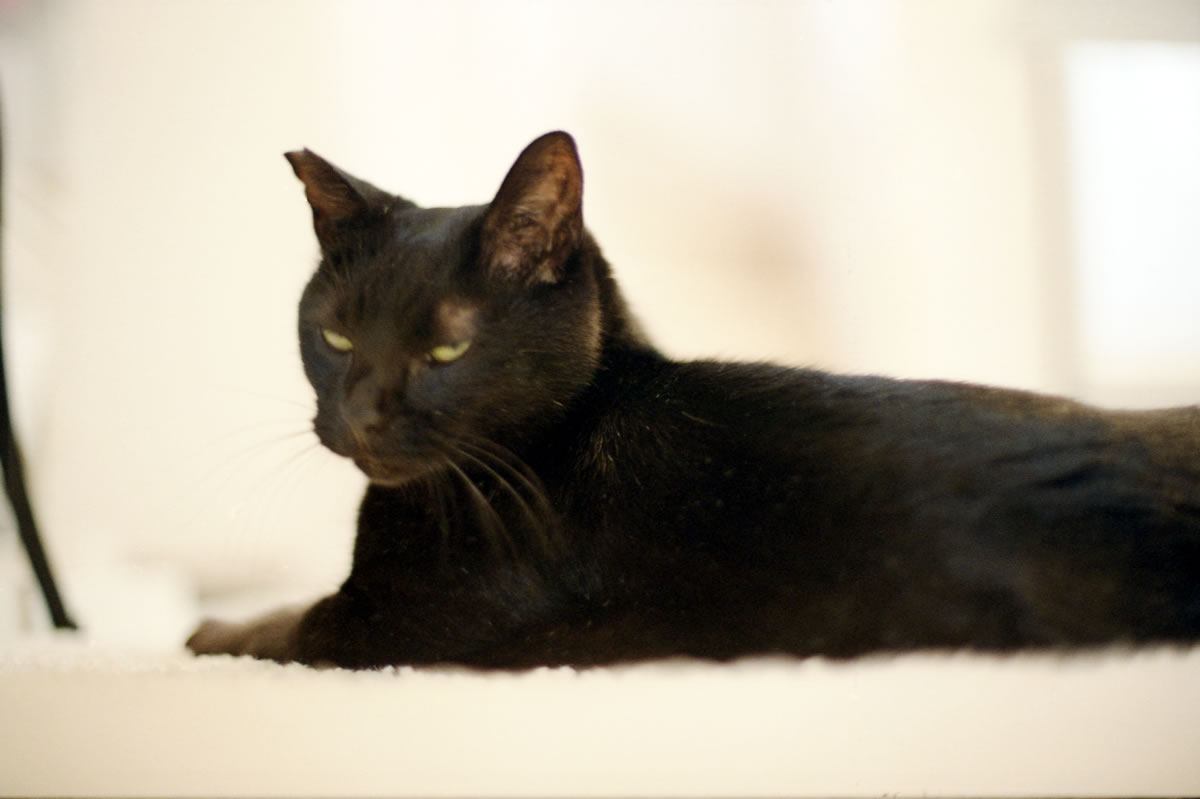 何もないならやらね｜Nikon F3 Limited + AI Nikkor 50mm f/1.2S + KODAK Color Plus 200