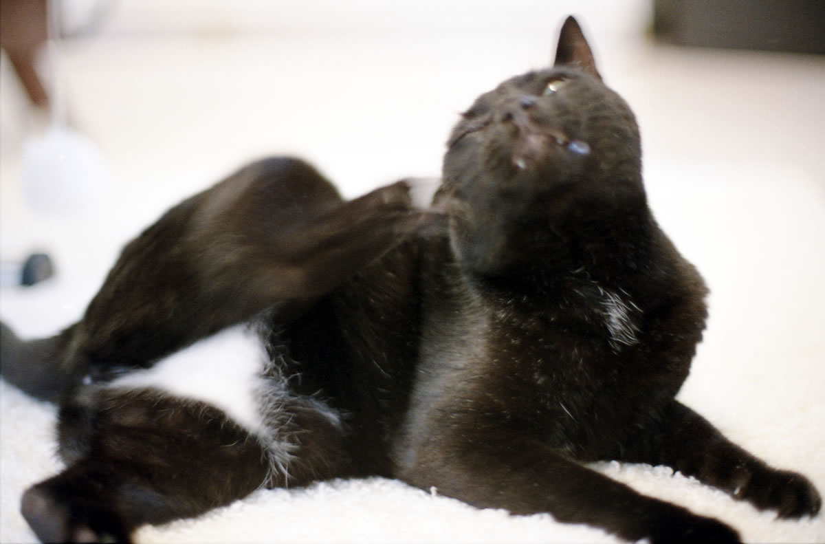 どうしようかなぁ｜Nikon F3 Limited + AI Nikkor 50mm f/1.2S + KODAK Color Plus 200